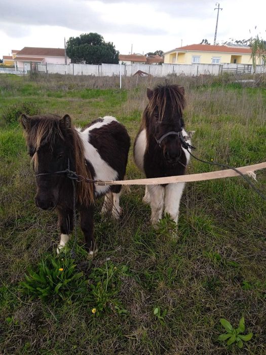 Vendo dois poneis