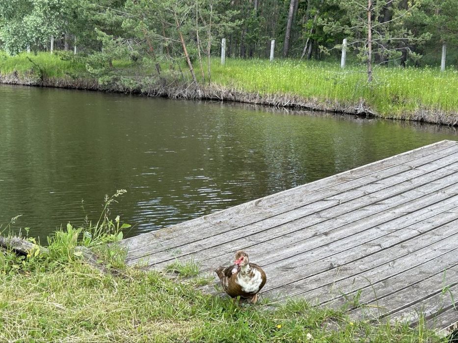 Просторий маєток з басейном — ідеальний варіант для родини чи бізнесу!