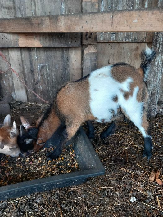 Cabrito macho 3 meses de idade