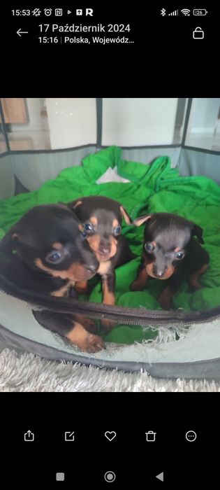 Rezerwacja maluchy Pinczerek miniaturowy