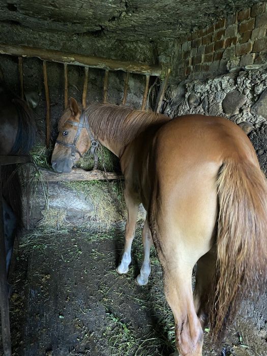 Продаються 2 кобили і 4 кози