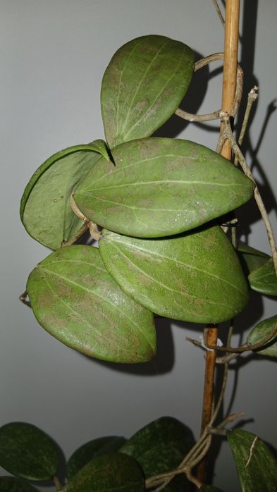 Hoya wibergiae hoja kwiat doniczkowy vibergiae