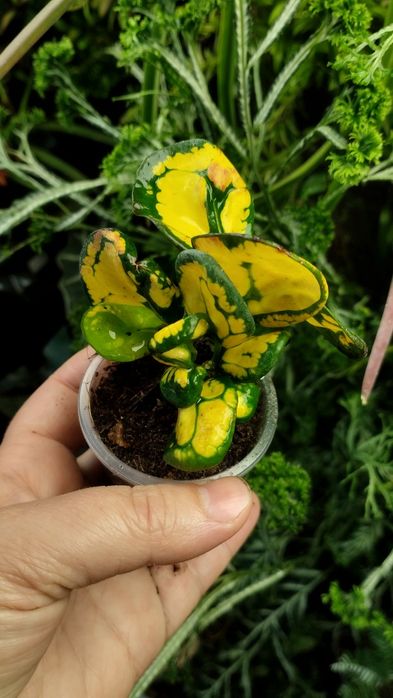 Кротон Codieum Tonghoo