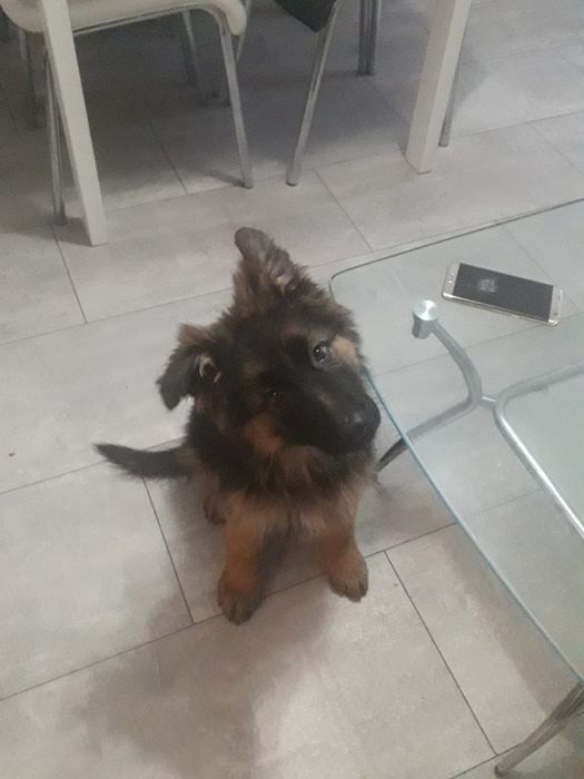 Owczarek niemiecki długowłosy suczka