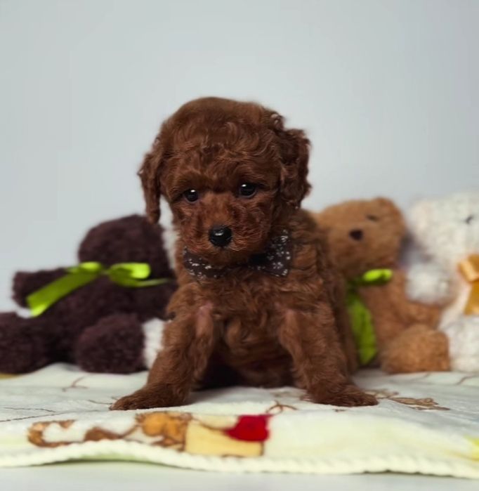 Красавчік  той пудель ред браун