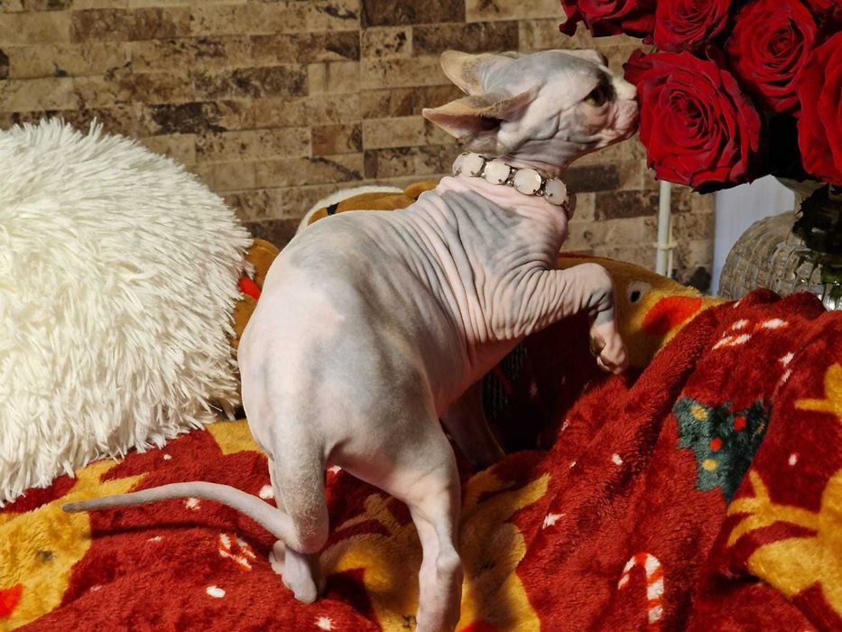 Gatinha Canadian Sphynx lilás bicolor