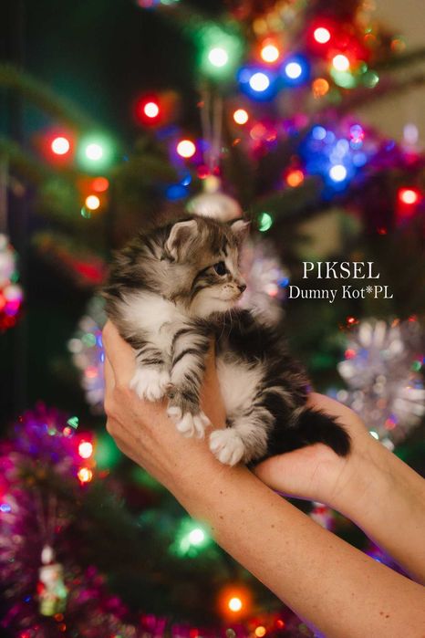 Kocurek Norweski Leśny z rodowodem