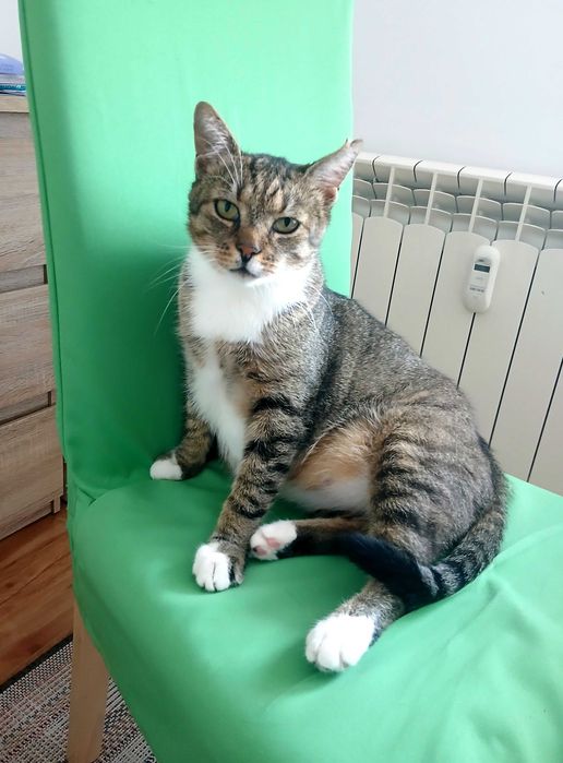 Spokojny miziasty Rysiu szuka dobrego domku