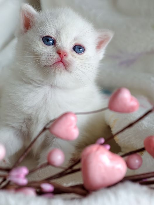 Kocurek szkocki , kot szkocki stright