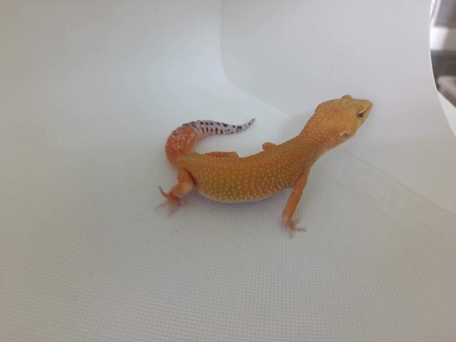 Gekon Lamparci nr ref. EM0522 Super Hypo Tangerine carrot tail