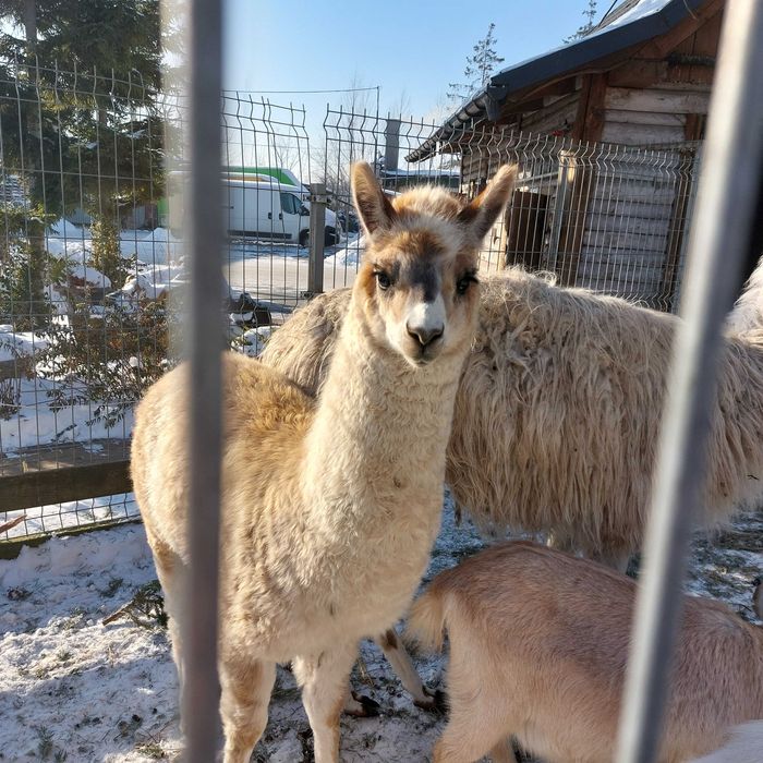 Lama młoda do sprzedaży
