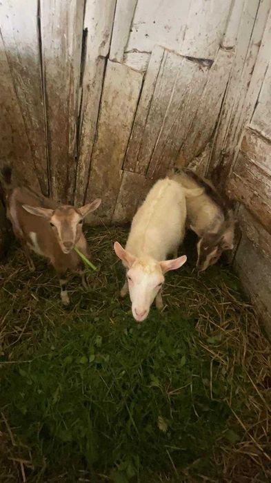 Продам козенят кізочки