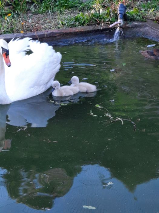 Casal de cisnes ,