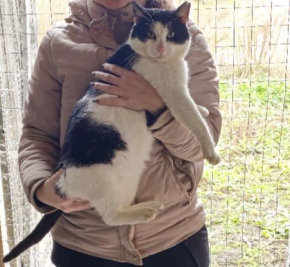 Towarzyski kocurek do adopcji