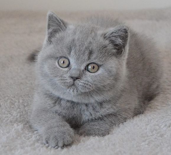 Скоттиш страйт девчуля