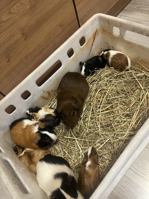 Piekne swinki morskie