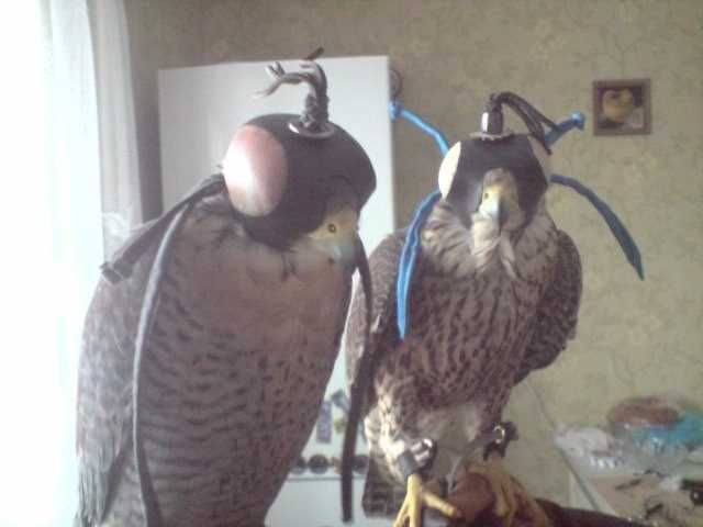 Клубук на сокола, яструб,