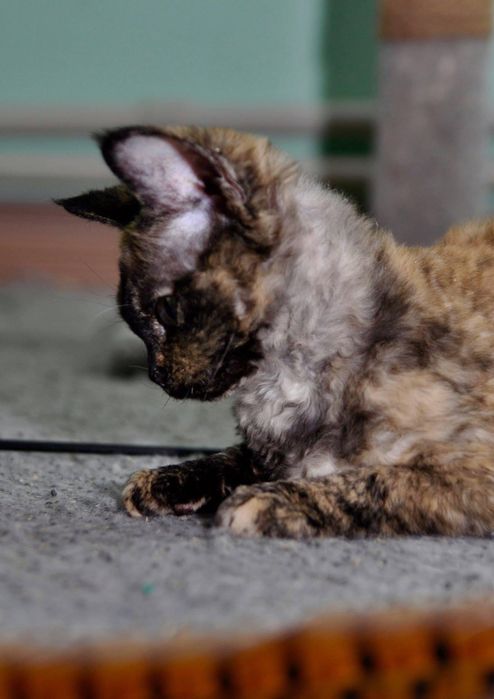 Доросла кішка Девон Рекс