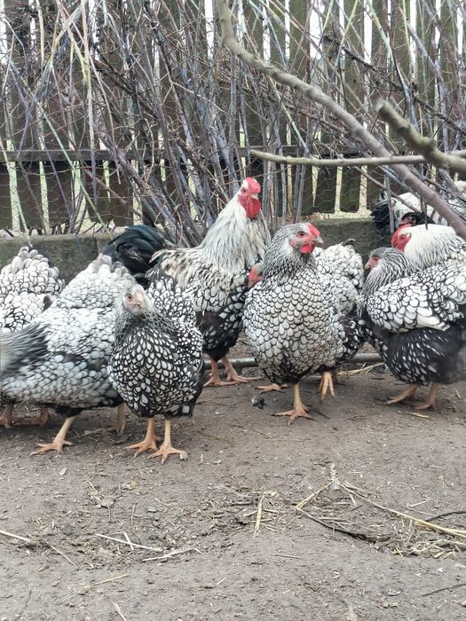 Jaja lęgowe kur Wyandotte Srebrnołuskie