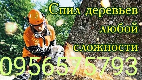 Спил сложных Деревьев.