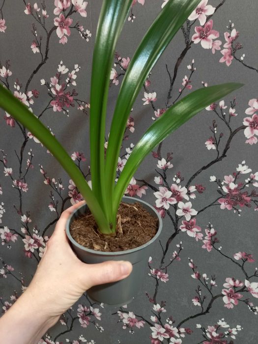 Амариллис гиппеаструм с детками дешево 399 грн