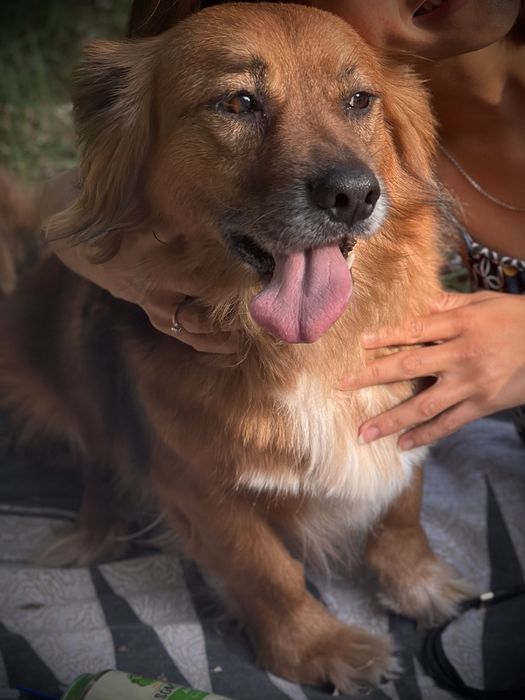 Cãozinho para adoção