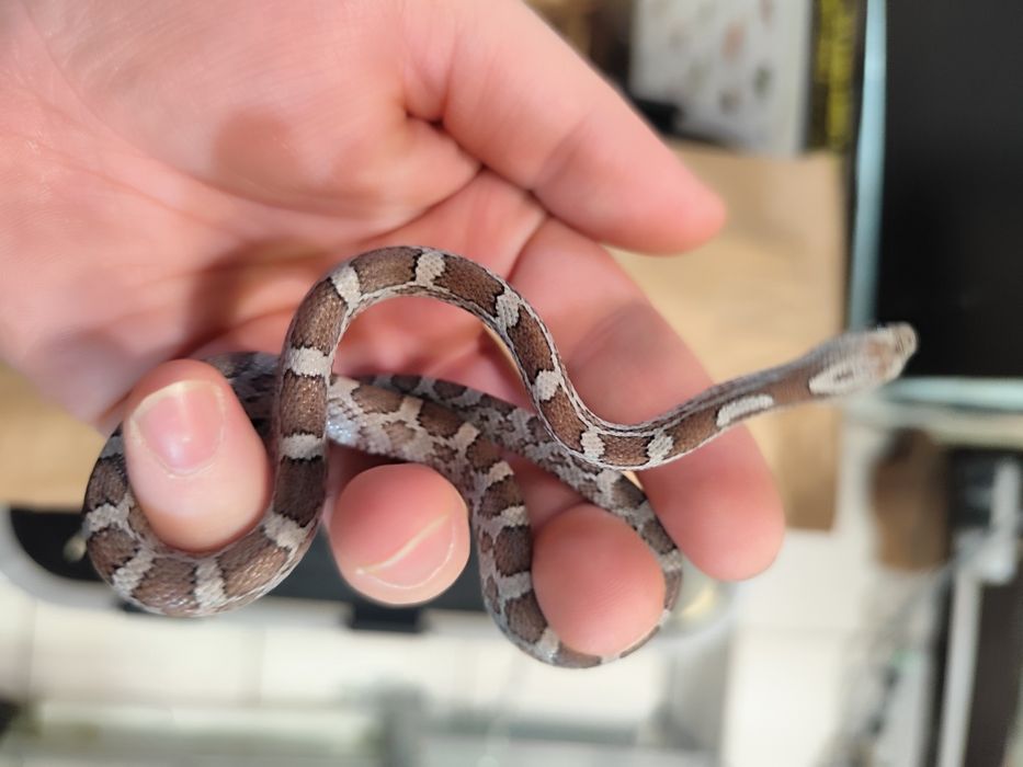 Węże zbożowe  Pantherophis guttatus