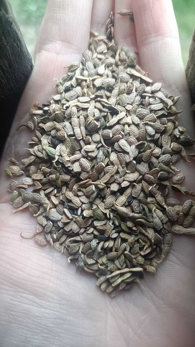 seradela z facelia