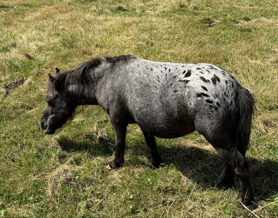 Kucyki kolorowe, duży wybór