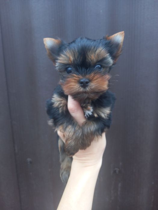 Майло дружочек пирожочек