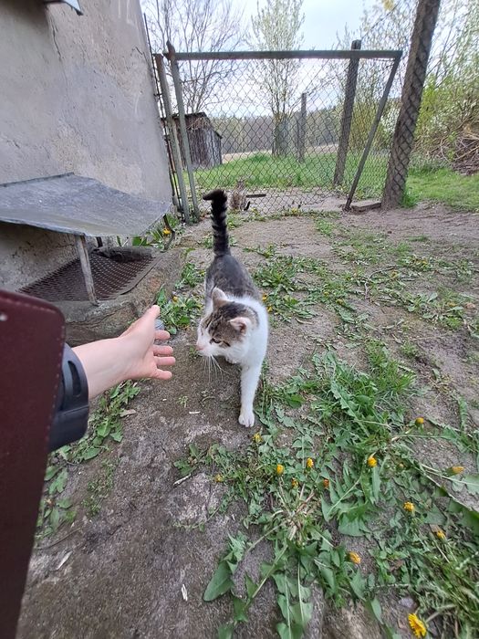 Fajny przyjazny błąka się j błąka