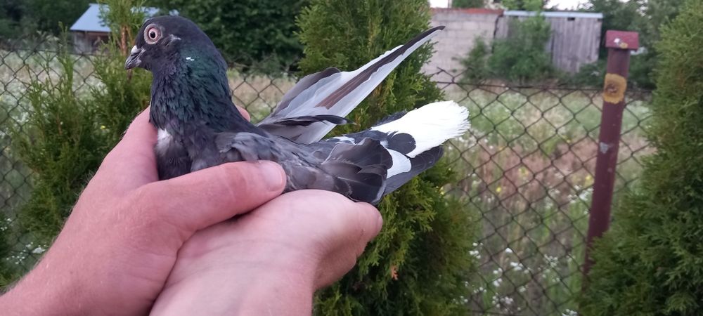 Murzyny samce samice mlode