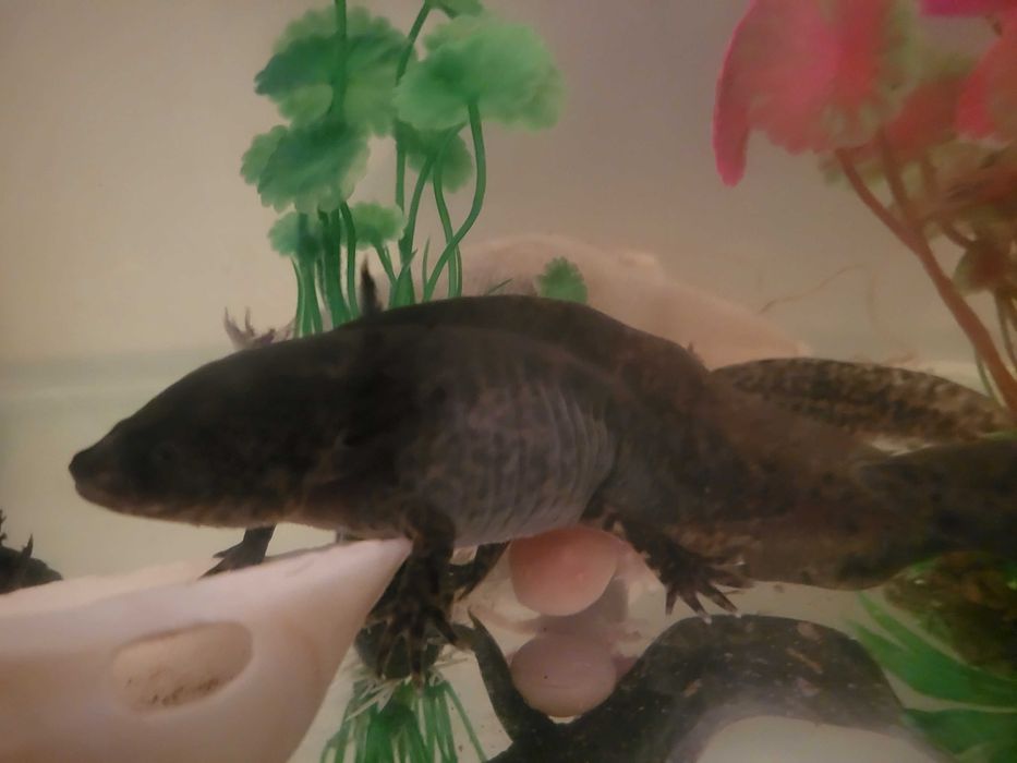 Axolote 15cm de pura beleza