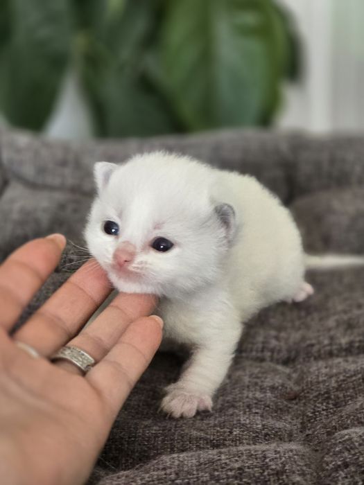 Kocurek ragdoll Rag a 03