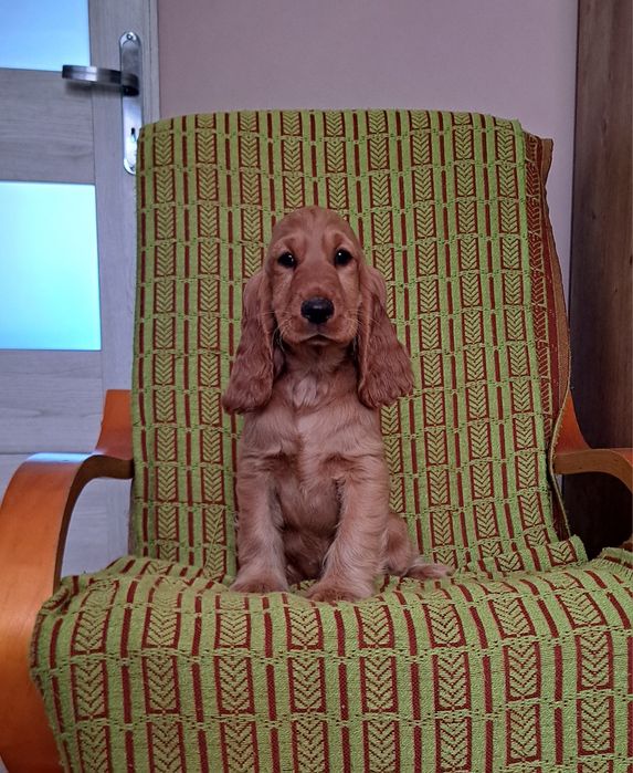 Cocker Spaniel angielski Suczka