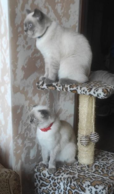 Елітні шодланські висловухі кошенята