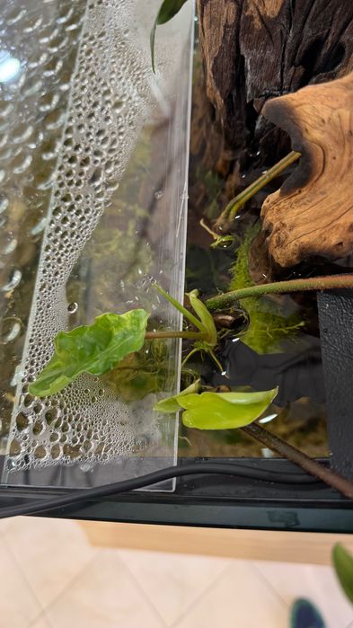 Philodendron Florida Beauty (Mudas)