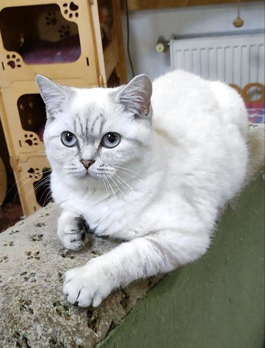 Мальчик шиншилла поинт