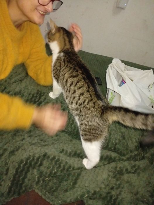 Znaleziono młodego kocurka