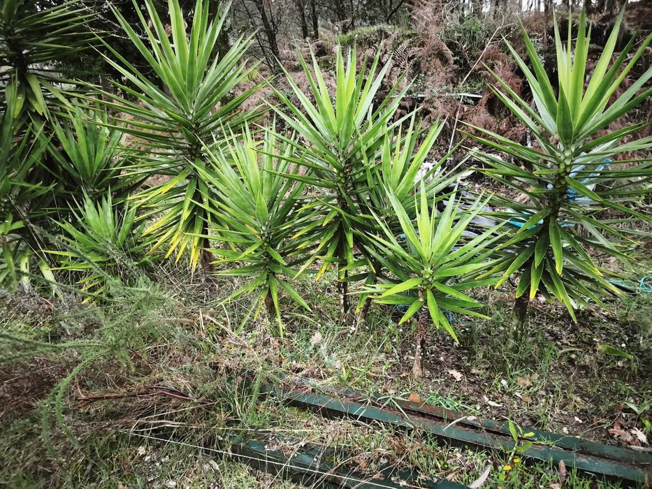 Fiteiras para jardins. Verdadeiras estátuas vivas