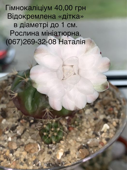 Кактуси види. Кактусята