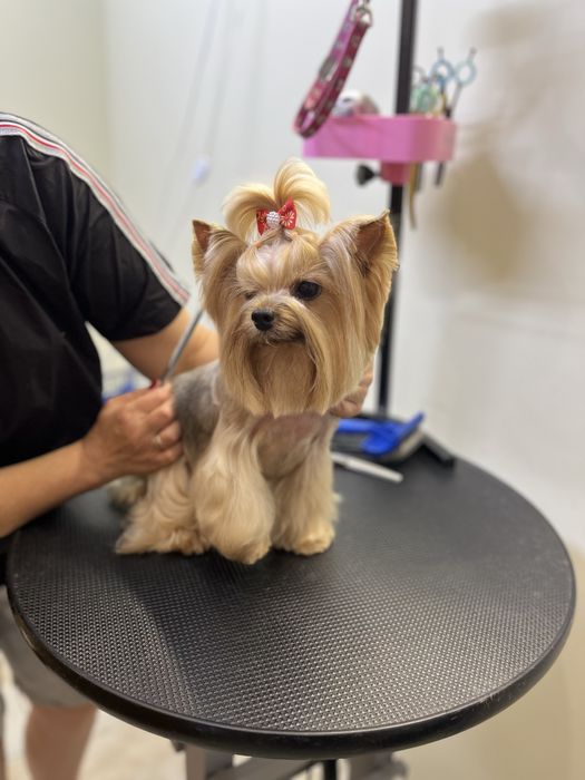 Стрижка собак та котів  зоолавка vorona