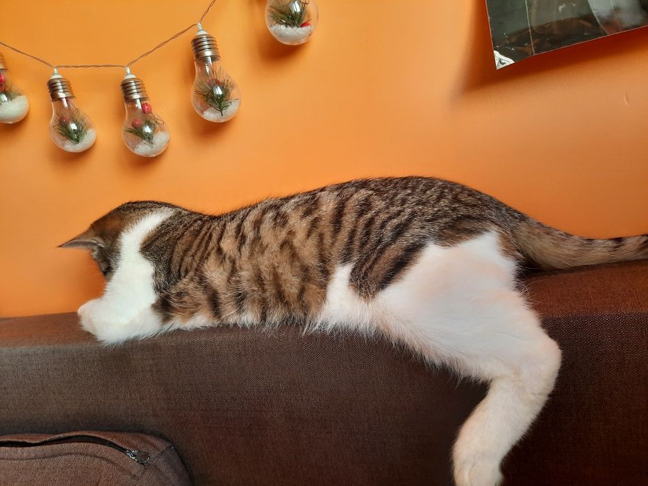 Отдам Котика Лимбу в хорошие руки , любящие