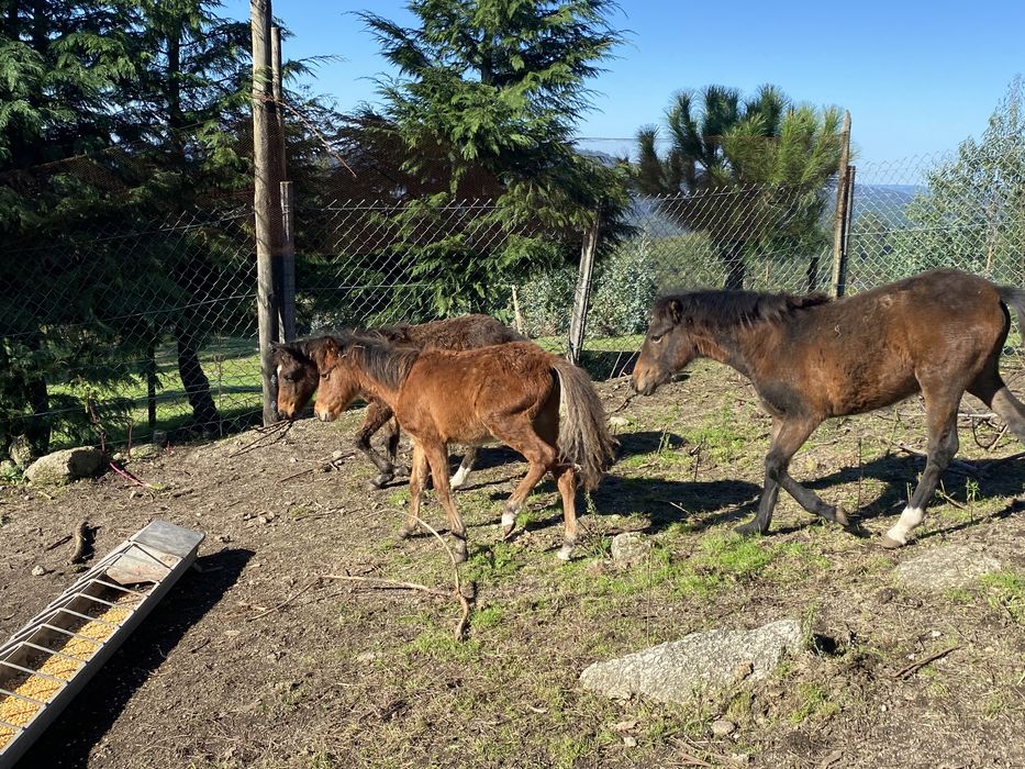 Garranos 2 machos e 2 femeas