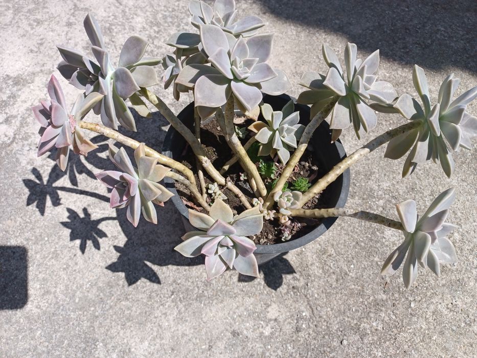 Vaso com várias suculentas