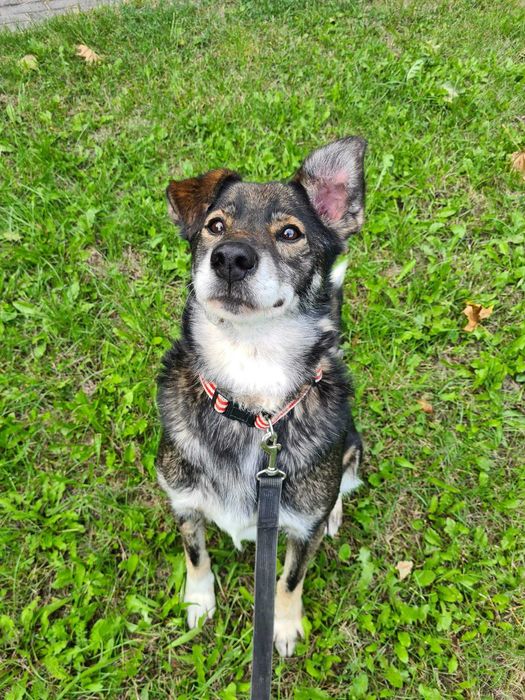 Radosny Gipson poleca się do adopcji