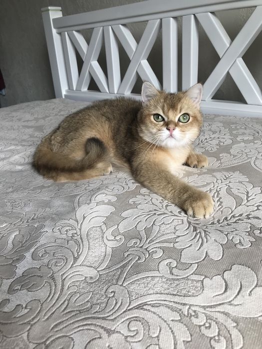 Котик шиншила ny 25.