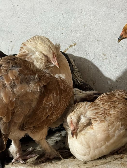 Фавероль інкубаційне яйце