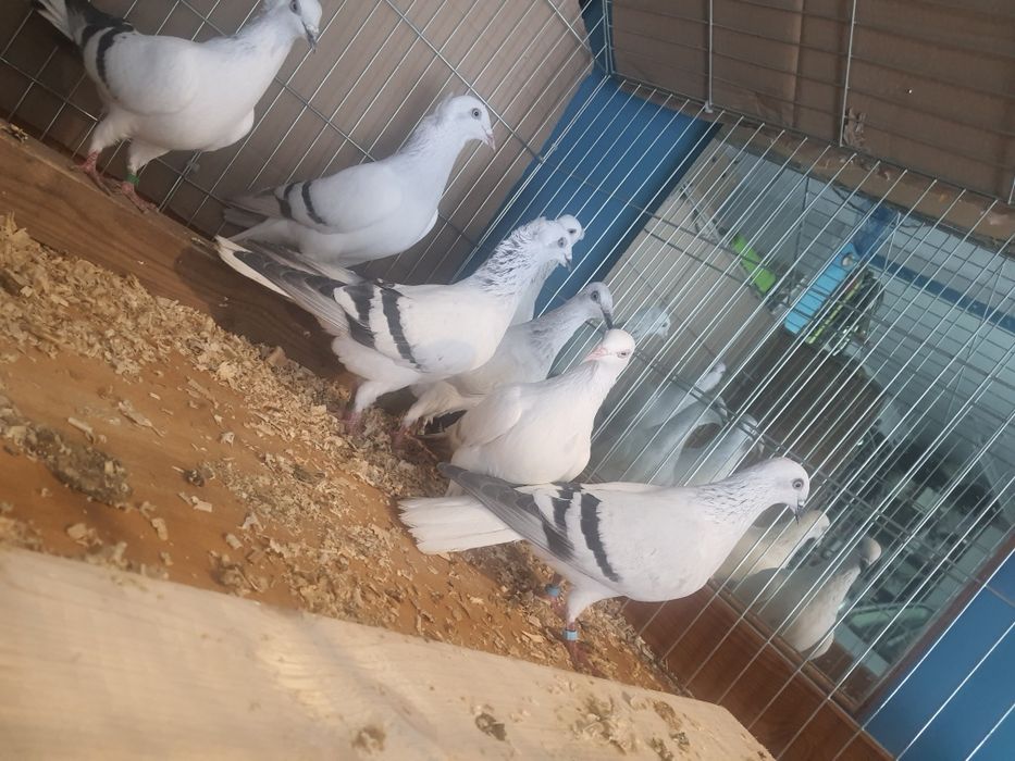 Sprzedam gołębie żałobniki