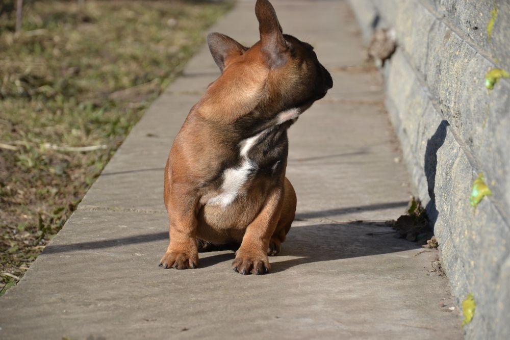 Продам цуценят французького бульдога з родоводом AKU. Цуценята породні
